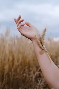 Woman hand with wheat stuck with plaster on arm. national food code of ukrainians. people soak