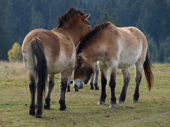 Przewalski horse