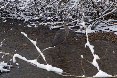 Birds perching on snow covered land