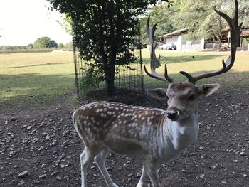 Deer in a field