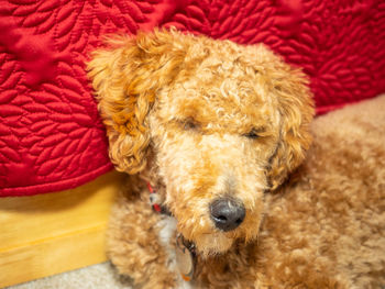 Close-up of a dog