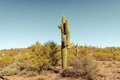 Single main saguaro cactus standing prominently in the sonoran desert near phoenix arizona.