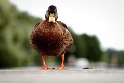 Close-up of bird perching on outdoors