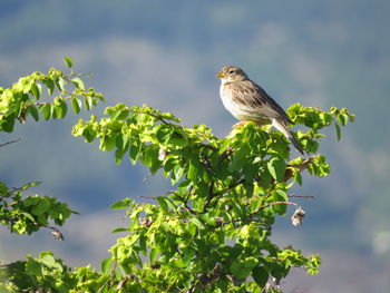 Bird perching on a tree