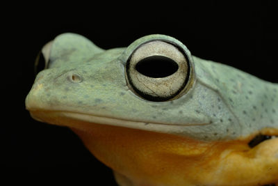Close-up of a frog over black background