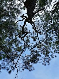 Low angle view of tree against sky