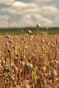 Close-up of plants growing on field