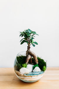 Close-up of potted plant on table