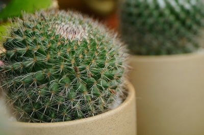 Close-up of cactus plant