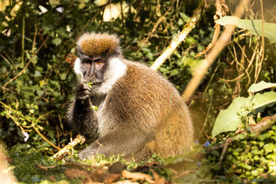 Close-up of young man sitting on land in forest