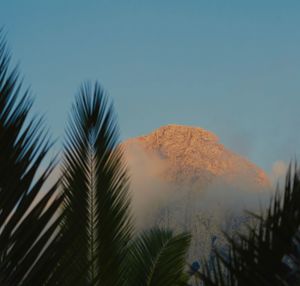 Palm trees against clear sky