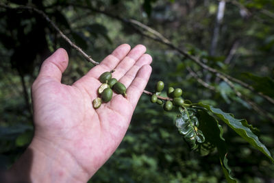 Close-up of hand holding fruit