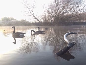 Swans swimming in lake against sky