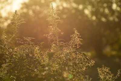 Close-up of plant on field during sunny day