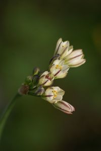 Close-up of white flower