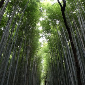 Low angle view of bamboo trees in forest
