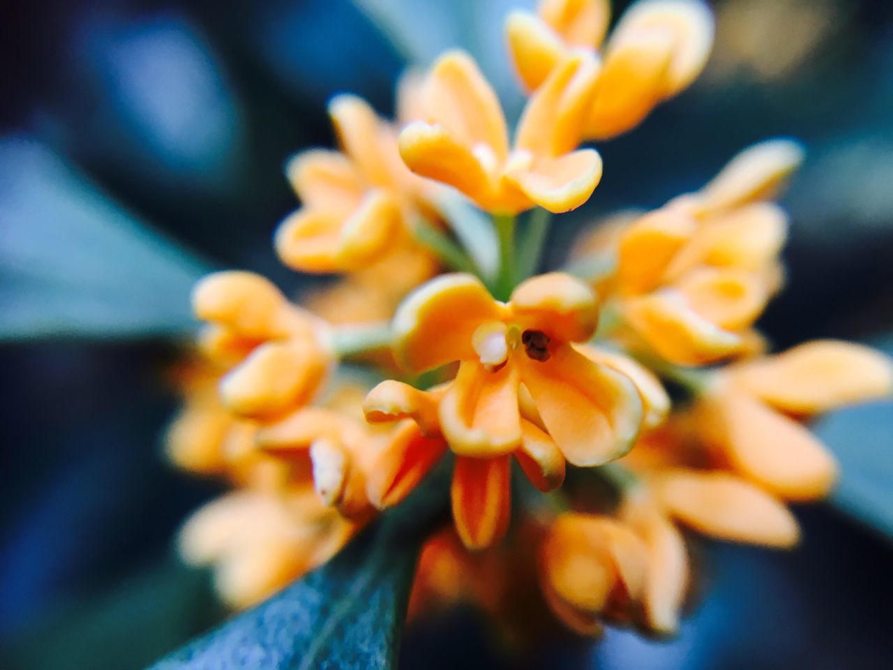 flower, freshness, petal, fragility, growth, close-up, beauty in nature, flower head, focus on foreground, nature, selective focus, yellow, springtime, orange color, in bloom, day, blossom, botany, vibrant color, blooming, outdoors, yellow color, no people, pollen