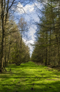 Scenic view of forest against sky