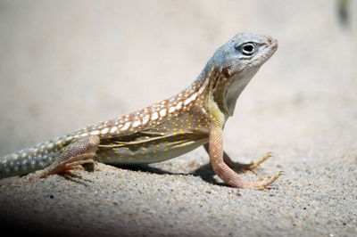 Close-up of lizard