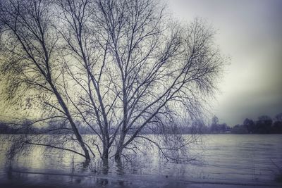 Bare tree by lake against sky during winter