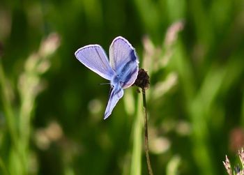 Close-up of insect on flower