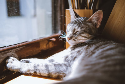 Gray tabby domestic cat lying down while sunbathing on the kitchen counter by the window