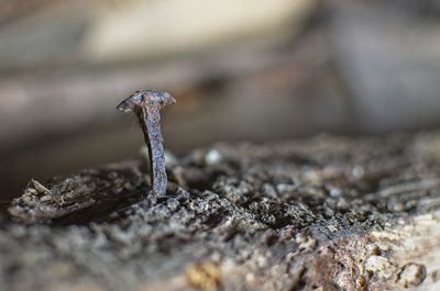 Close-up of lizard on rock