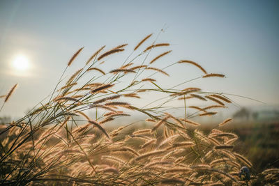 Close-up of stalks in field against clear sky