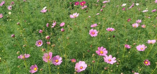 High angle view of pink flowering plants on field