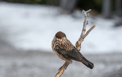 Close-up of bird perching