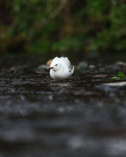 Close-up of a bird on the road