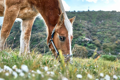 Closeup side view of beautiful brown horse eating grass and hay in meadow. 