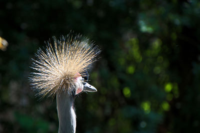 Close-up of a crane