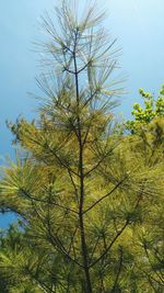 Low angle view of tree against clear sky