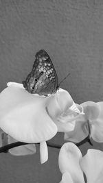 High angle view of insect on flower