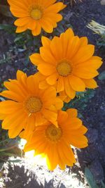 High angle view of yellow flowering plant