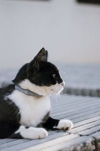 Cat looking away