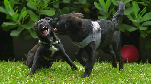 Dogs fighting on grassy area