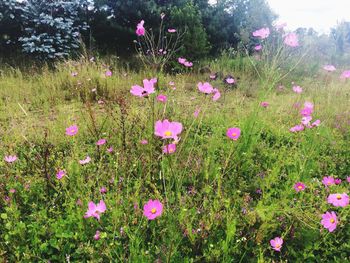 Pink flowers blooming in field