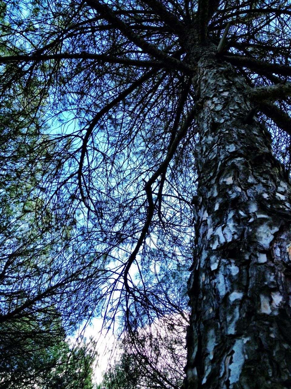 tree, low angle view, branch, growth, tree trunk, nature, tranquility, sky, beauty in nature, day, backgrounds, outdoors, full frame, no people, forest, sunlight, scenics, clear sky, tall - high, directly below