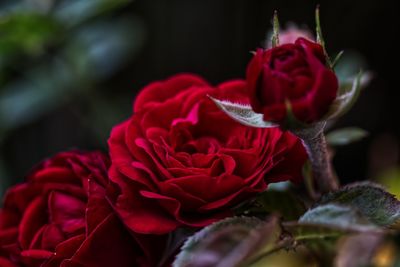 Close-up of red rose