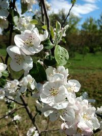 White apple blossoms in spring