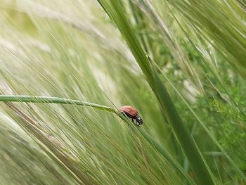 Close-up of ladybug on plant