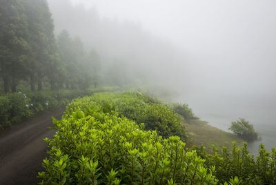 Scenic view of trees on field during foggy weather