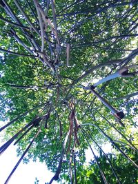Low angle view of bamboo trees in forest