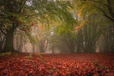 Trees in park during autumn