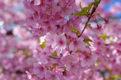 Close-up of pink cherry blossoms