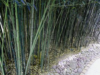 Full frame shot of bamboo trees in forest