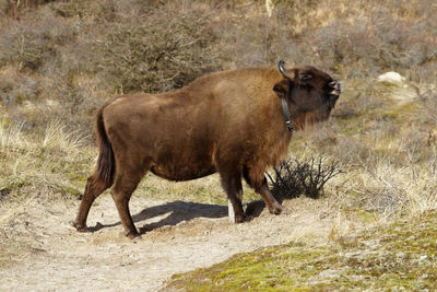 Side view of a horse on field