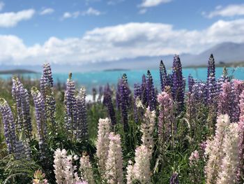 Close-up of purple flowering plants on land against sky